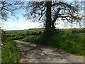 Lane to Lydyard St Lawrence