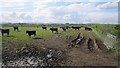 Blackruthven, black cattle