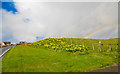 Double Rainbow and Daffodils