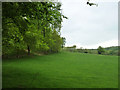 Field and trees