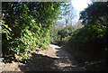 Footpath, Godden Wood