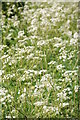 SO9345 : Cow parsley by Philip Halling