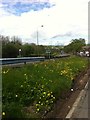 Median strip on A90, looking north