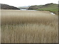 NG2350 : Reeds in Loch Suardal by M J Richardson