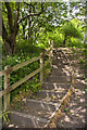 Steps in the path in Throslock Wood