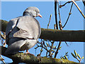 Wood pigeon