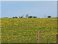 A host of golden dandelions!