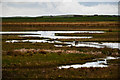 Geese, Curlews and Oyster Catchers