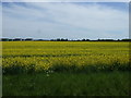 Oilseed rape crop off Humberston Road