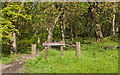 A path into Billinge Wood