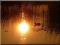 SZ1196 : Throop: a duck at sunset by Chris Downer