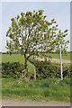 Footbridge and Tree