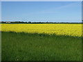 Farmland, Grange Farm