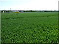 Crop field off the B1201