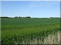 Crop field off Fen Lane