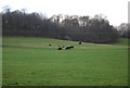 TQ0141 : Cattle grazing by N Chadwick