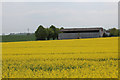 Oil Seed Rape field by Well Road