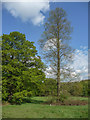 Larch, Trent Park, Cockfosters, Hertfordshire