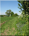 Castle Camps: footpath and spring flowers