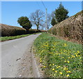 Narrow lane near Newton Burgoland