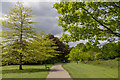 Spring Foliage on Scarlet Oaks, Oakwood Park, London N14