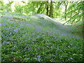 Bluebells on the southern ramparts of Coed y Bwnydd hillfort