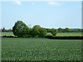 Wheat field near Cressing