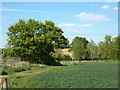 Field edge near River Blackwater