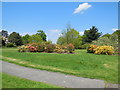 Azaleas in Borde Hill gardens