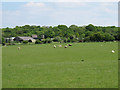TL8627 : Sheep in pasture near America Farm, Earls Colne by Roger Jones