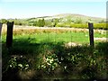 Primroses along Lisnaragh Road