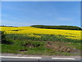TL1365 : Oil seed rape field near Great Staughton by Bikeboy
