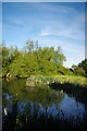 Canewdon Duck Pond