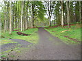 Path entering Dronley Wood