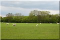 Sheep off the Bugthorpe Road