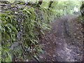 Old stone embankment on the old lane through Buckle Wood