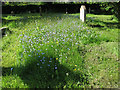 Forget-me-nots in Limpsfield churchyard