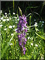 Early-purple orchid (Orchis mascula) beside Mountfield Lane