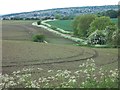 Doles Lane at the end of May