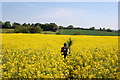 Footpath through rape field