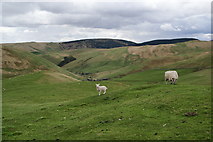 NT8513 : Ewe and lamb near Trows Law by Bill Boaden
