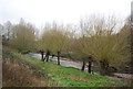 TQ1481 : Pollarded trees by the River Brent by N Chadwick