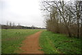 Brent River Park Walk, Bittern