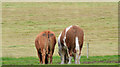 Cattle near Muckamore