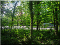 Path through the Woods, Trent Park, Cockfosters, Hertfordshire