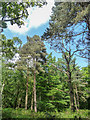 TQ2897 : Pine Trees, Trent Park, Cockfosters, Hertfordshire by Christine Matthews