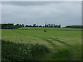 Farmland, Stainfield Common 