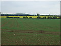 Crop field east of Gautby