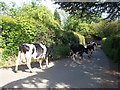 Herd of Cows on Morley Lane in Stanley