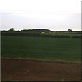 Farmland, Branston Moor